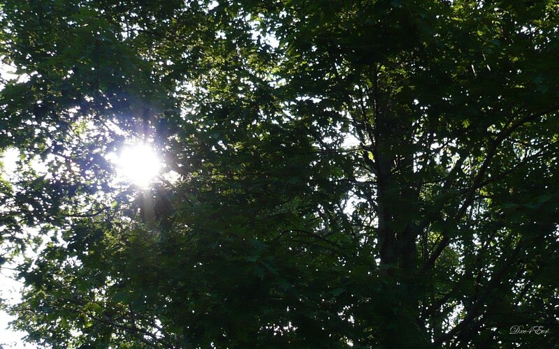 Sunlight Through Tree Canopy — Green, Serene, Afternoon, Photograph, Trees, Sun, Sky