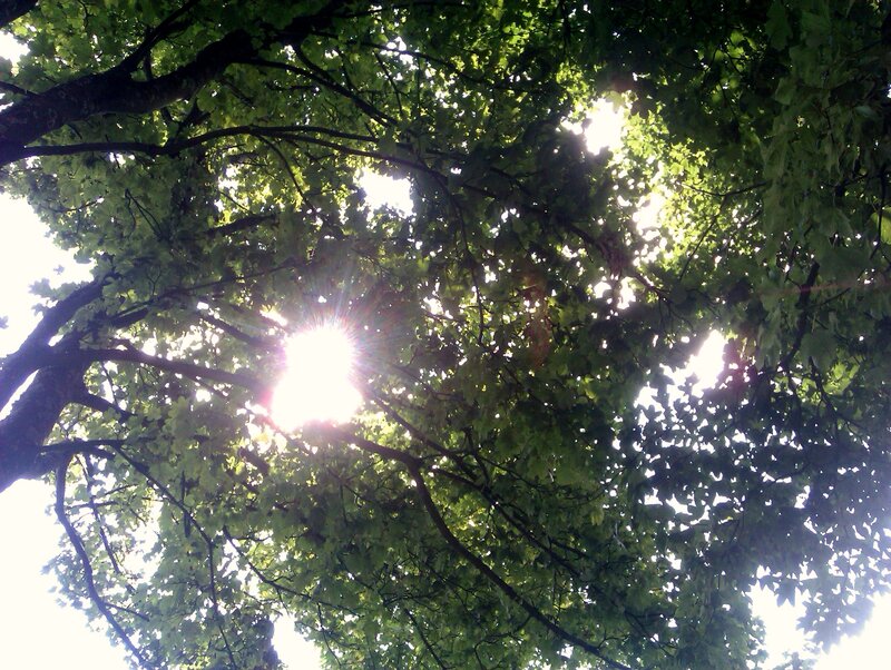 Sunlight Through Tree Canopy — Green, Serene, Afternoon, Photograph, Trees, Sun