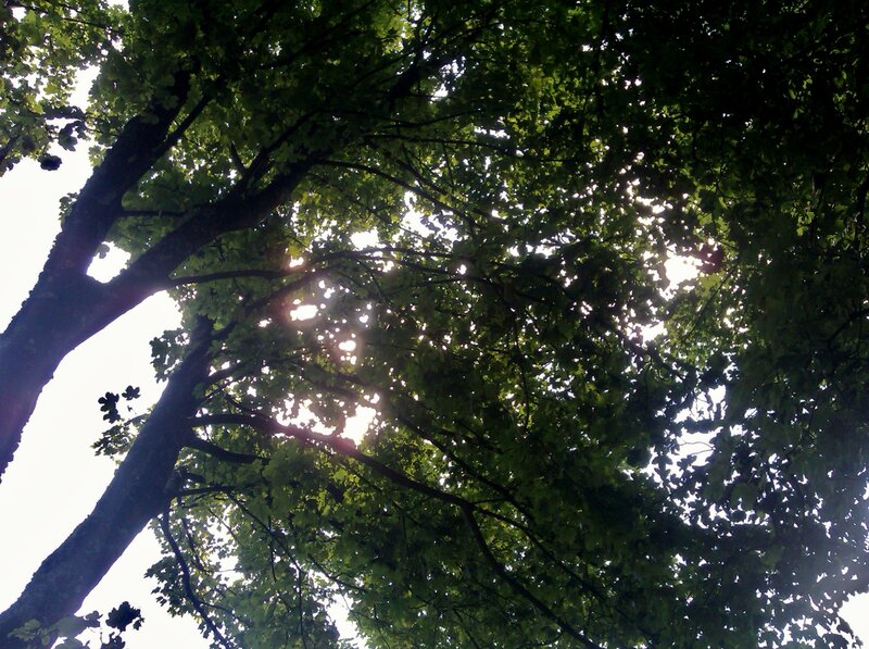 Sunlight Through Tree Canopy — Green, Serene, Afternoon, Photograph, Trees