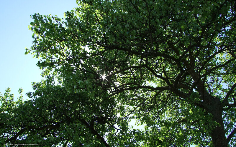 Sunlight Through Tree Canopy — Green, Serene, Afternoon