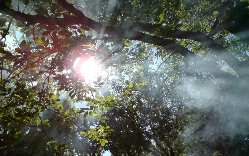 Sunlight Through Tree Canopy — Green, Serene, Morning, Photograph, Leaves, Branches