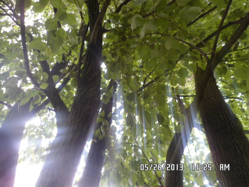 Sunlight Through Tree Canopy — Green, Serene, Morning, Photograph