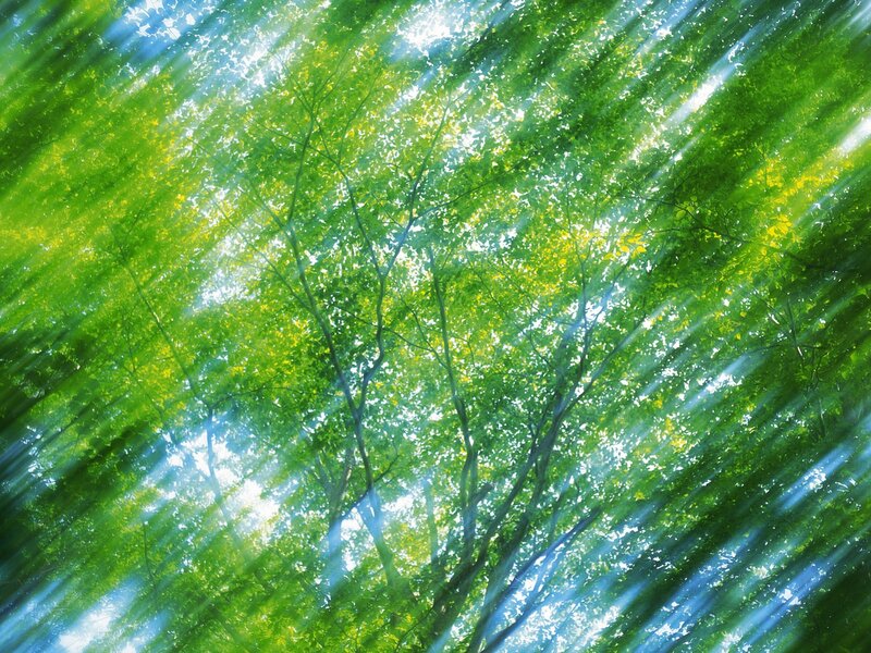 Sunlight Through Tree Canopy — Green, Serene, Morning, Photograph, Trees