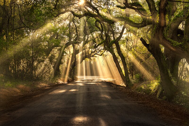 Sunlight Through Tree Canopy — Green, Serene, Morning