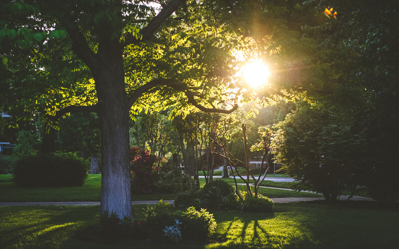 Sunlight Through Tree Canopy — Green, Serene, Sunset