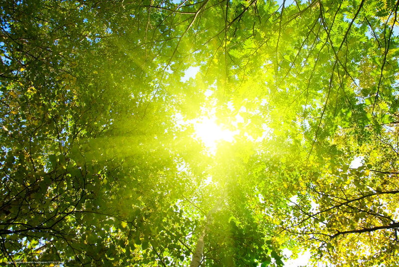 Sunlight Through Tree Canopy — Green, Serene