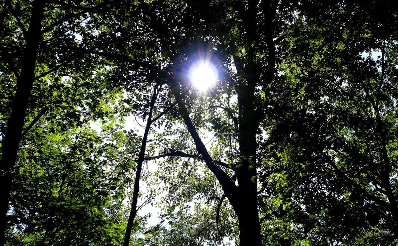 Sunlight Through Tree Canopy — Green
