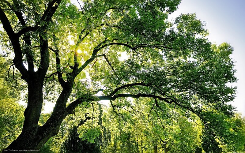 Sunlight through tree canopy