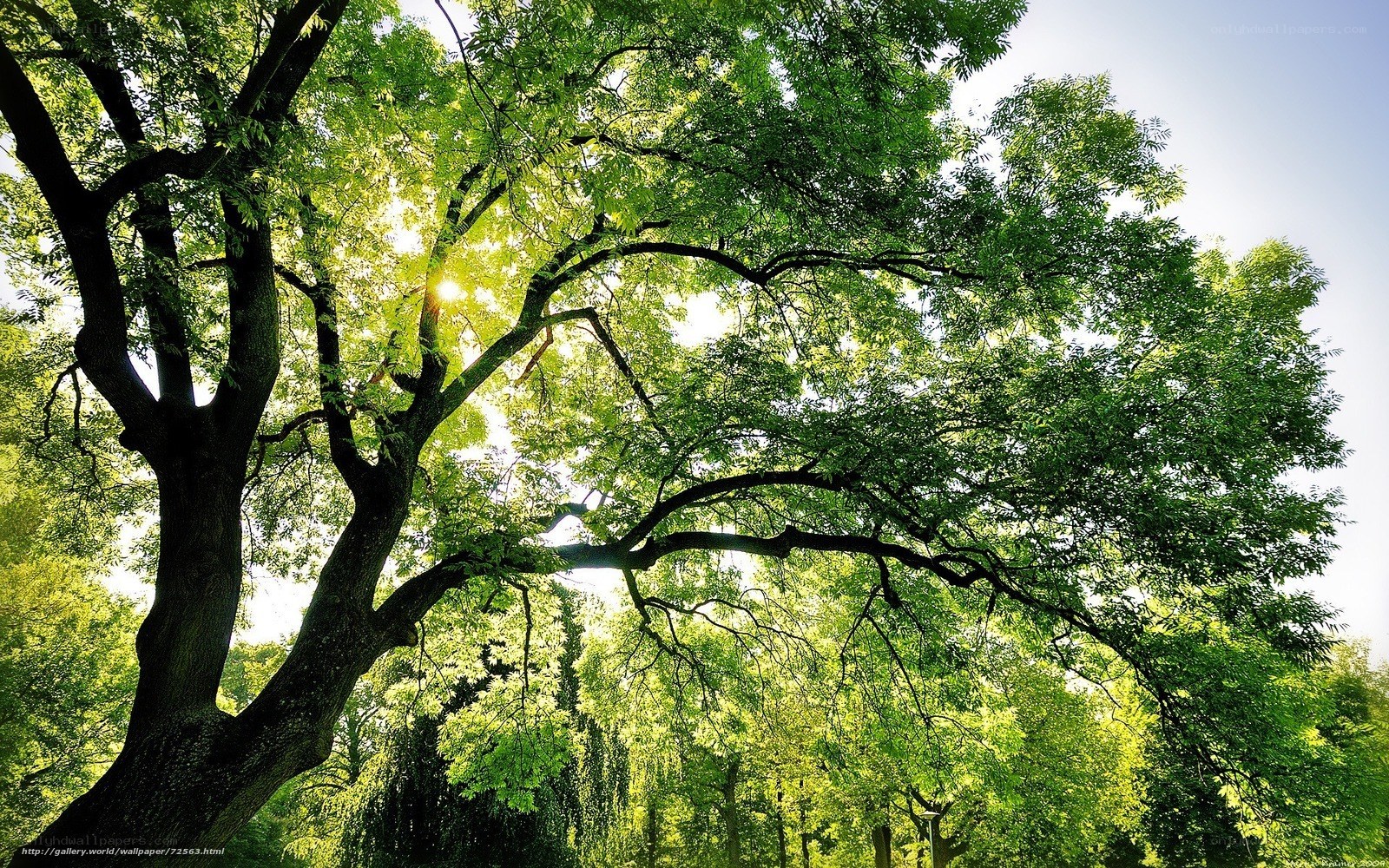 Sunlight through tree canopy