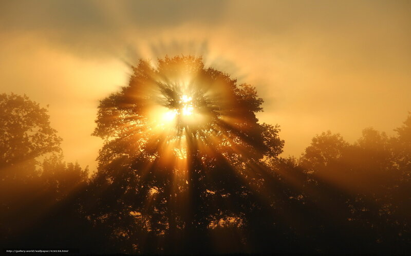 Sunlight Through Tree — Gold, Dramatic