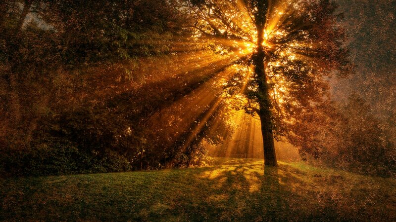 Sunlight Through Tree — Gold