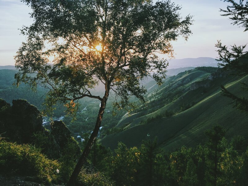 Sunlight Through Tree — Green, Serene, Sunset, Photograph