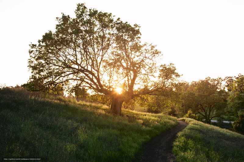 Sunlight Through Tree — Green, Serene, Sunset
