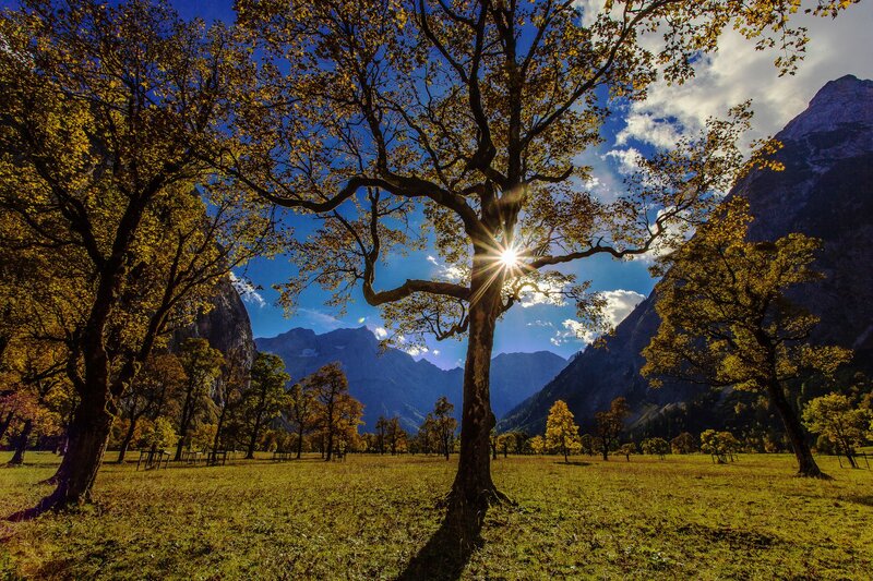 Sunlight Through Tree — Green, Serene
