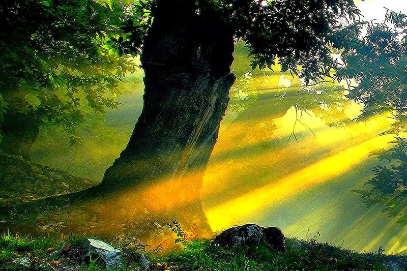 Sunlight Through Tree — Green