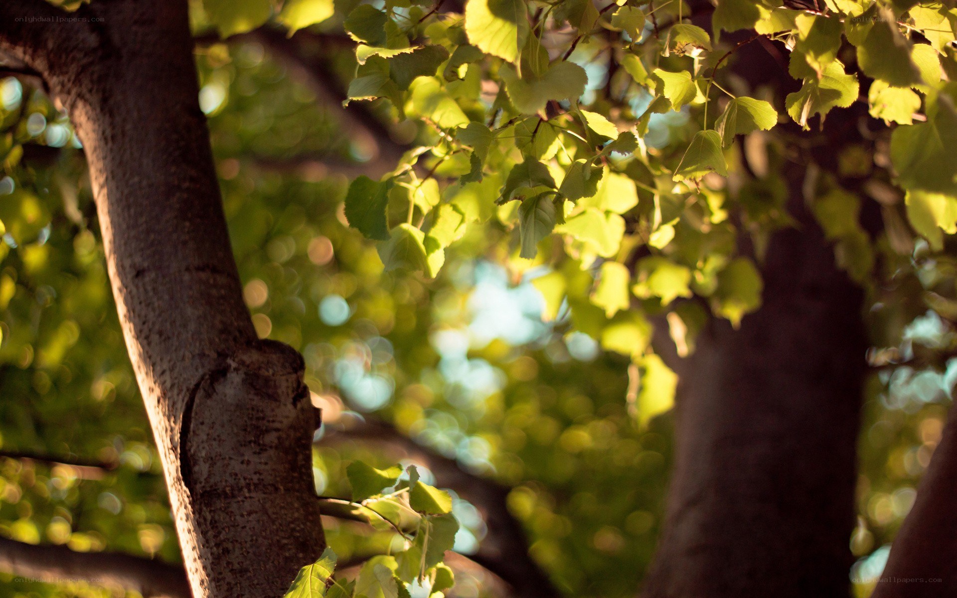 Sunlight through tree leaves