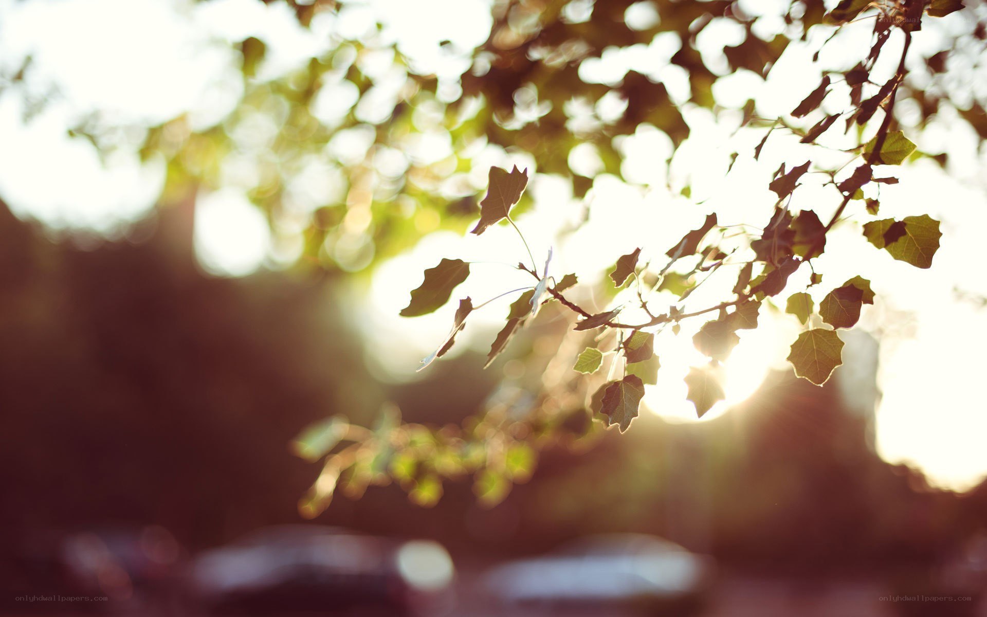 sunlight through tree leaves