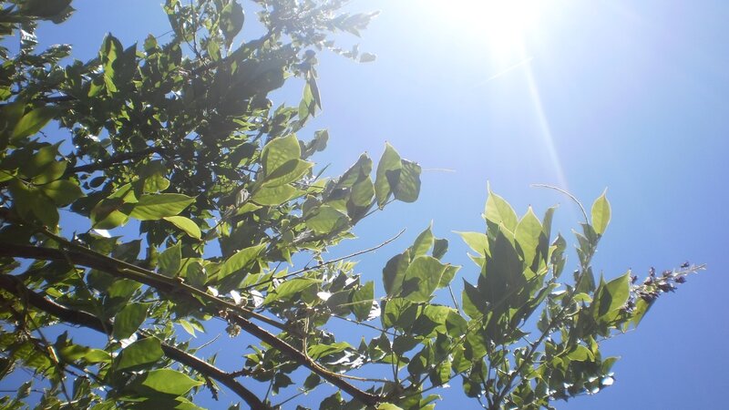 Sunlight through tree leaves