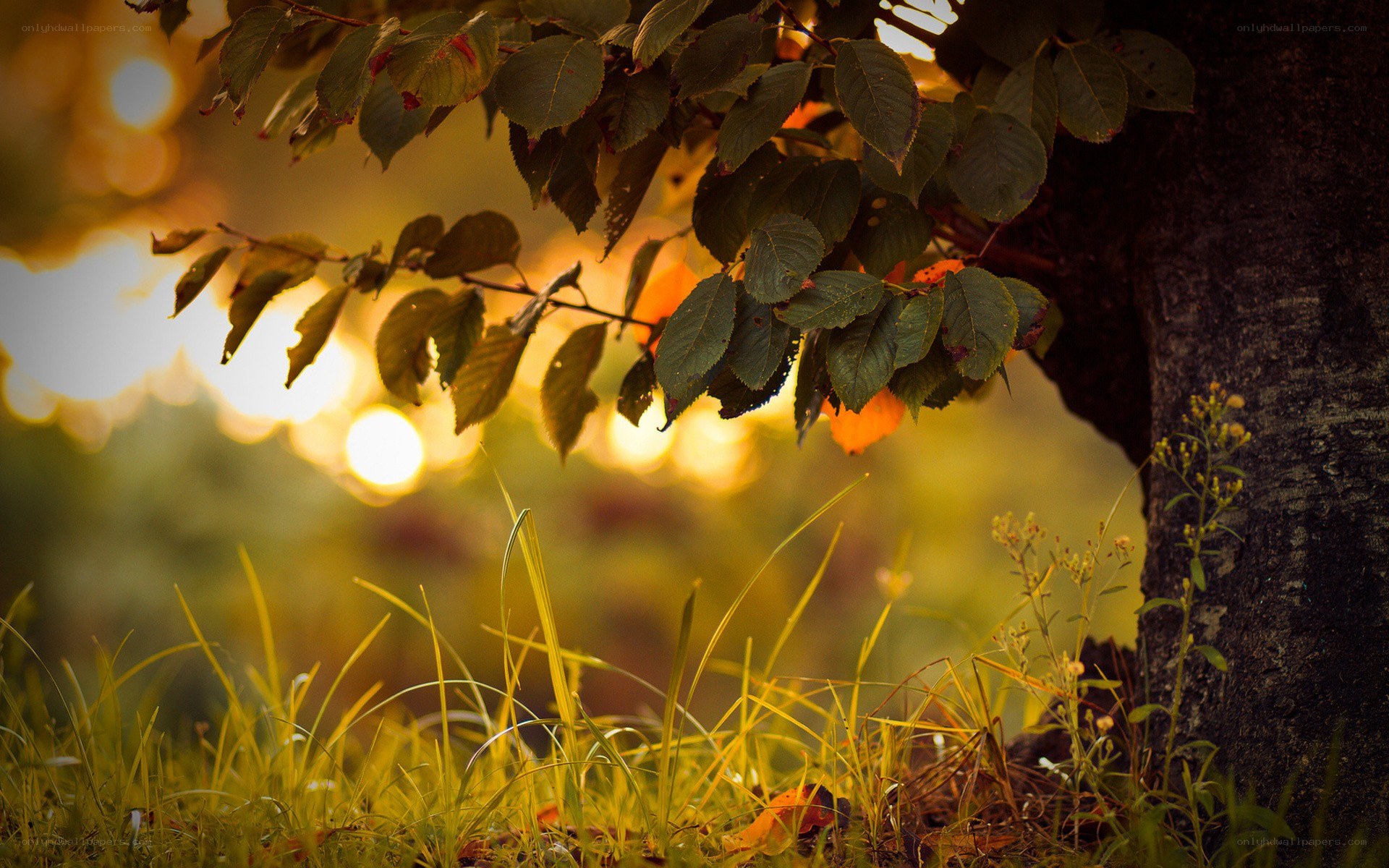Sunlight through tree leaves