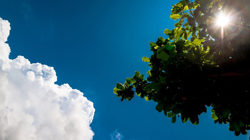 Sunlight through tree leaves