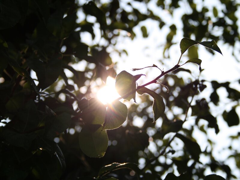 Sunlight through tree leaves
