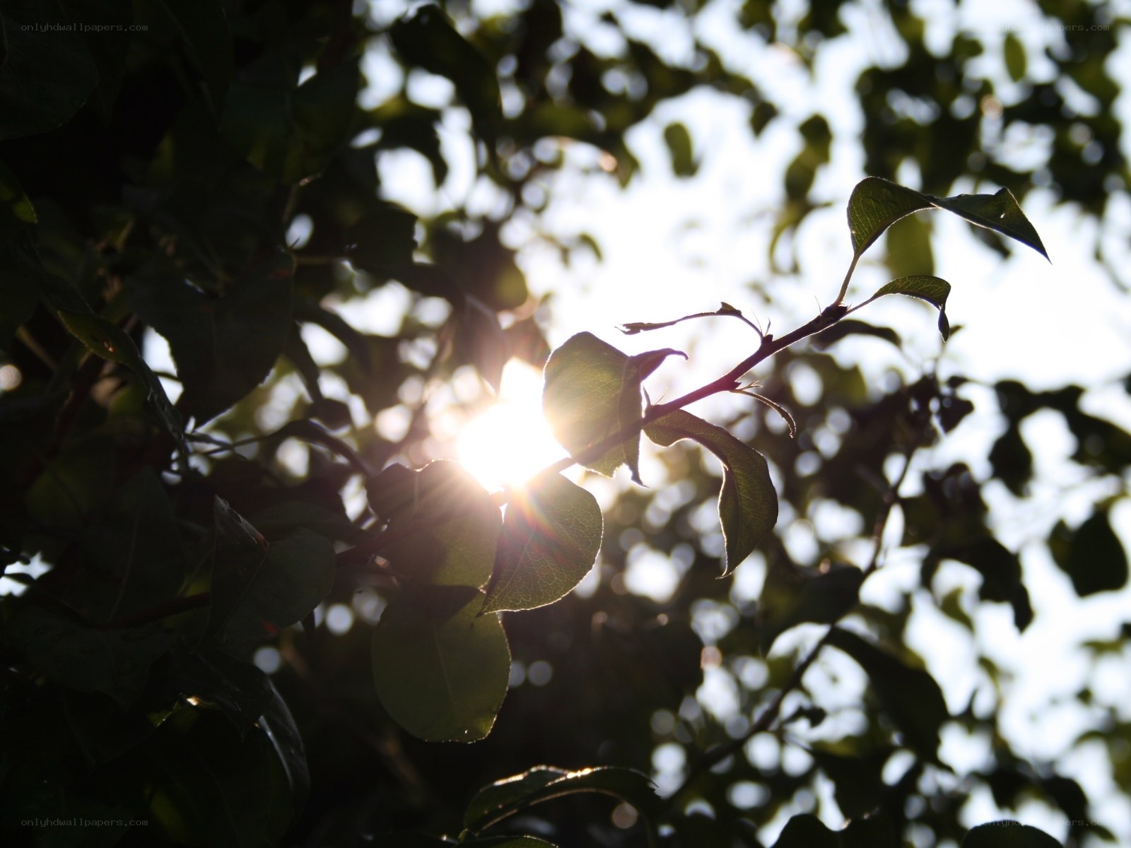Sunlight through tree leaves