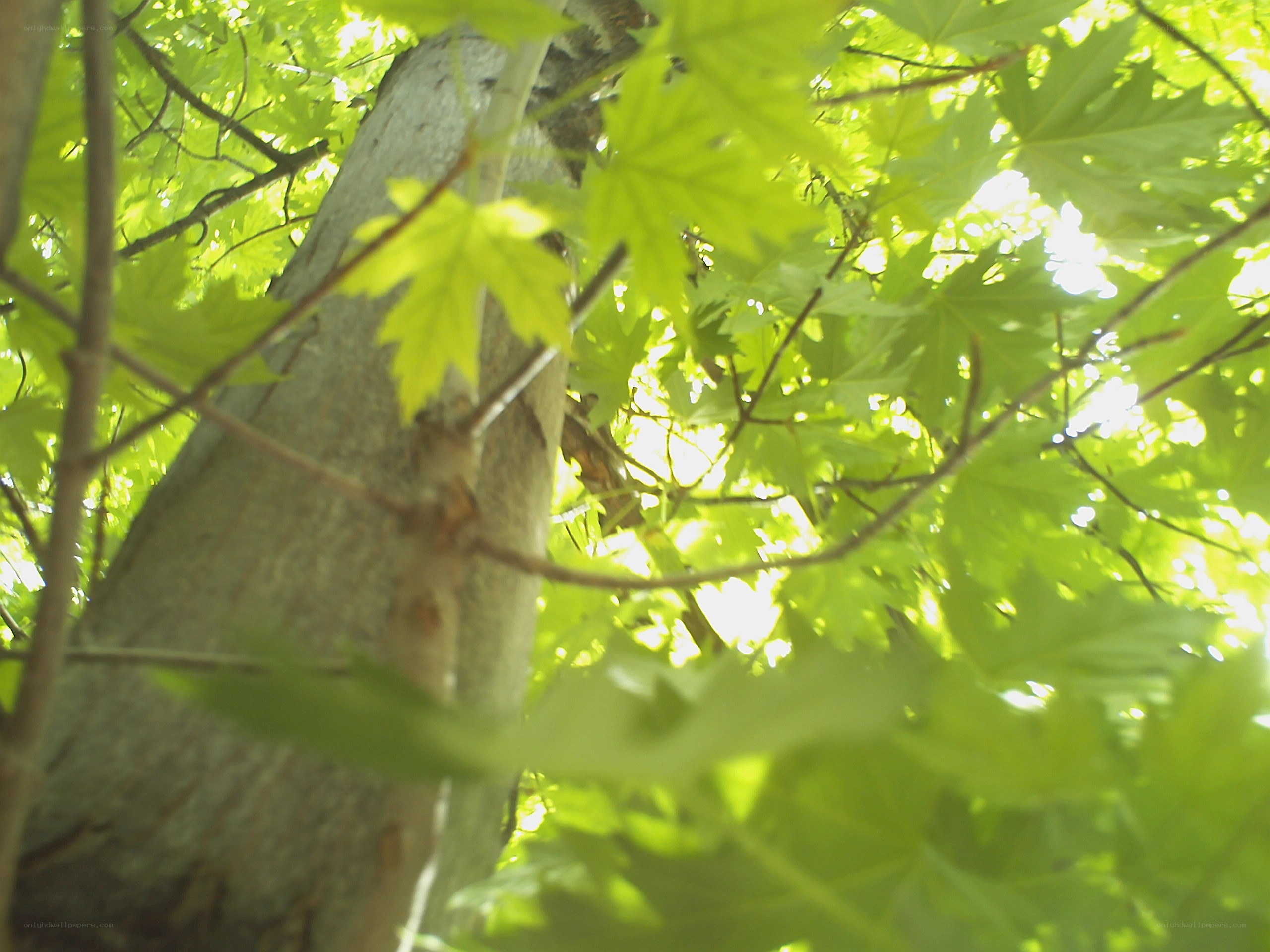 Sunlight through tree leaves