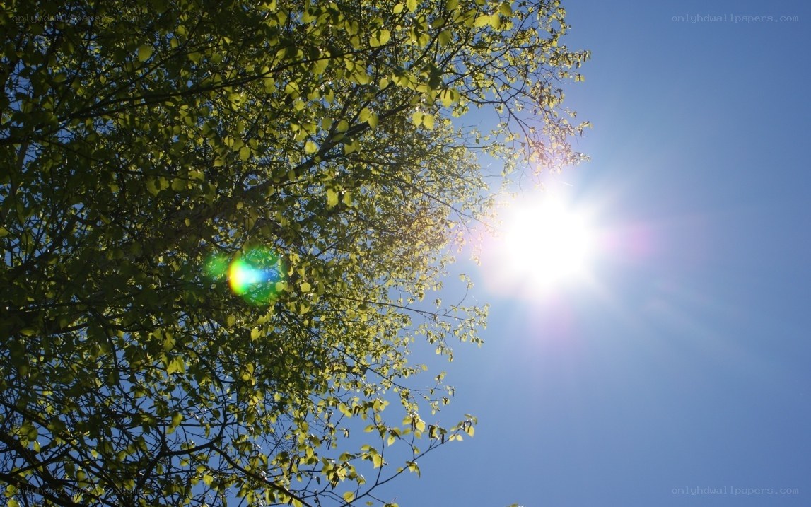 Sunlight through tree leaves