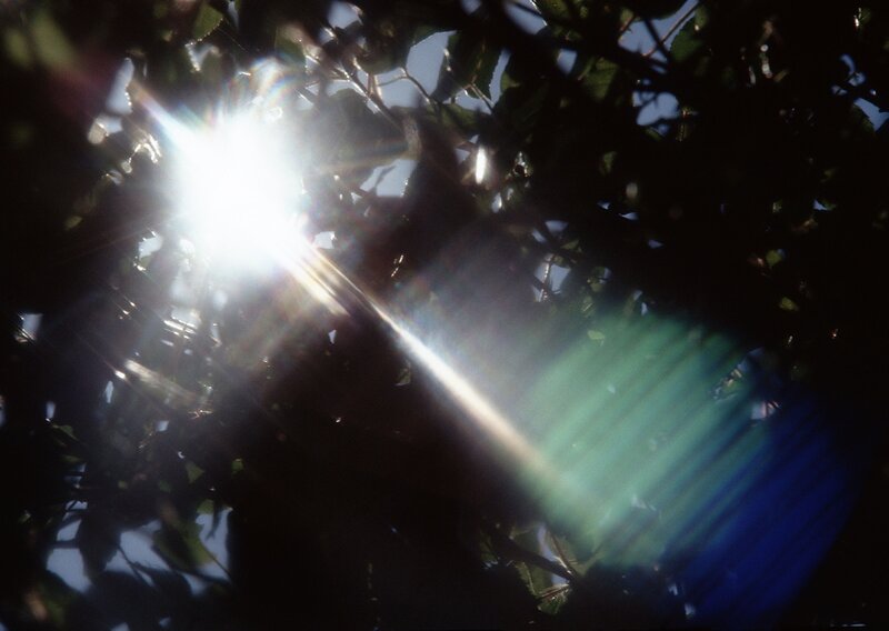 Sunlight through tree leaves