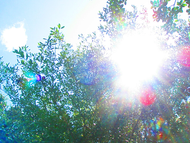 Sunlight through tree leaves