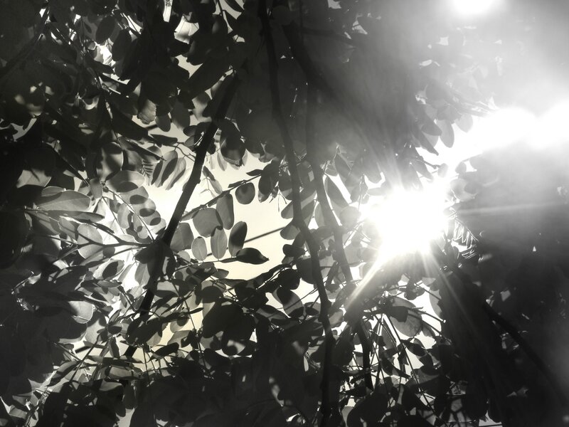 Sunlight Through Tree Leaves — Black, Dramatic, Afternoon