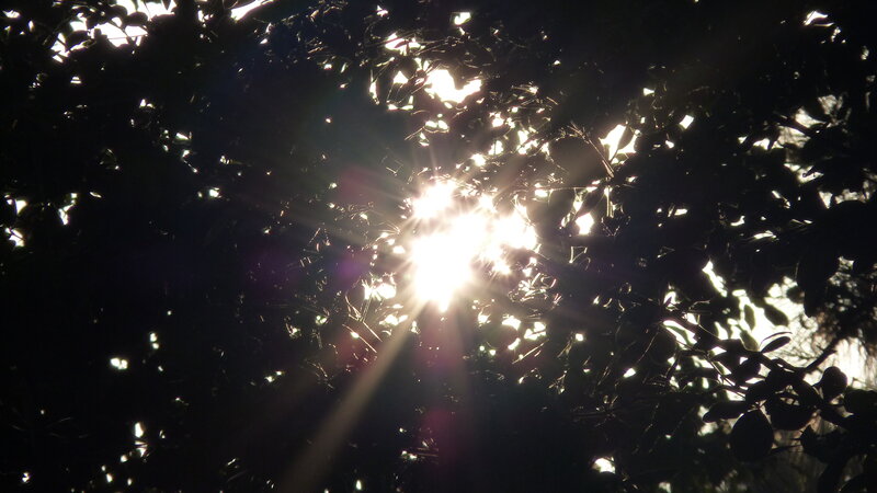Sunlight Through Tree Leaves — Black, Dramatic
