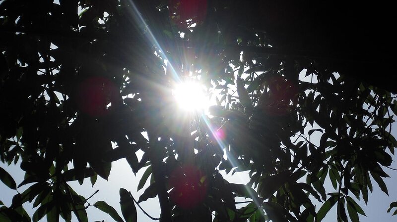 Sunlight Through Tree Leaves — Black