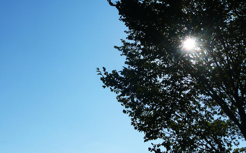 Sunlight Through Tree Leaves — Blue