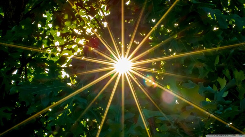 Sunlight Through Tree Leaves — Green, Dramatic, Afternoon, Photograph
