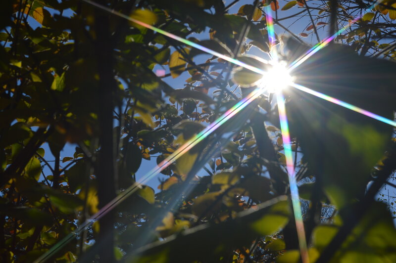 Sunlight Through Tree Leaves — Green, Dramatic, Afternoon