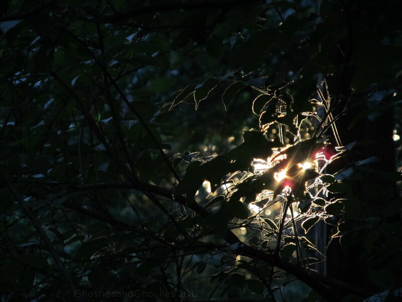 Sunlight Through Tree Leaves — Green, Dramatic