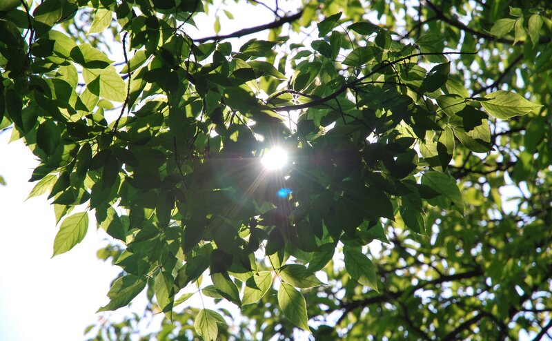 Sunlight Through Tree Leaves — Green, Serene, Afternoon, Photograph, Branches