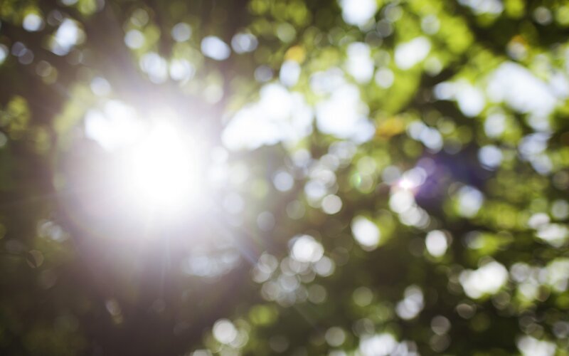 Sunlight Through Tree Leaves — Green, Serene, Afternoon, Photograph, Sun