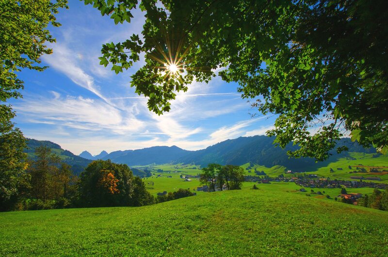 Sunlight Through Tree Leaves — Green, Serene, Afternoon, Photograph