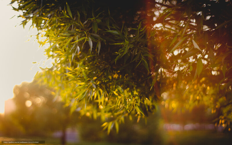 Sunlight Through Tree Leaves — Green, Serene, Sunset, Photograph, Bokeh