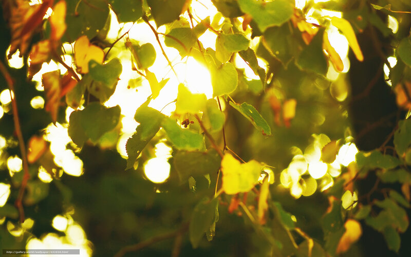 Sunlight Through Tree Leaves — Green, Serene, Sunset, Photograph, Branches, Sun