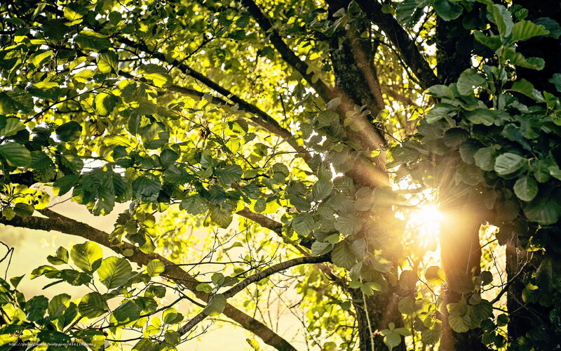 Sunlight Through Tree Leaves — Green, Serene, Sunset, Photograph, Branches