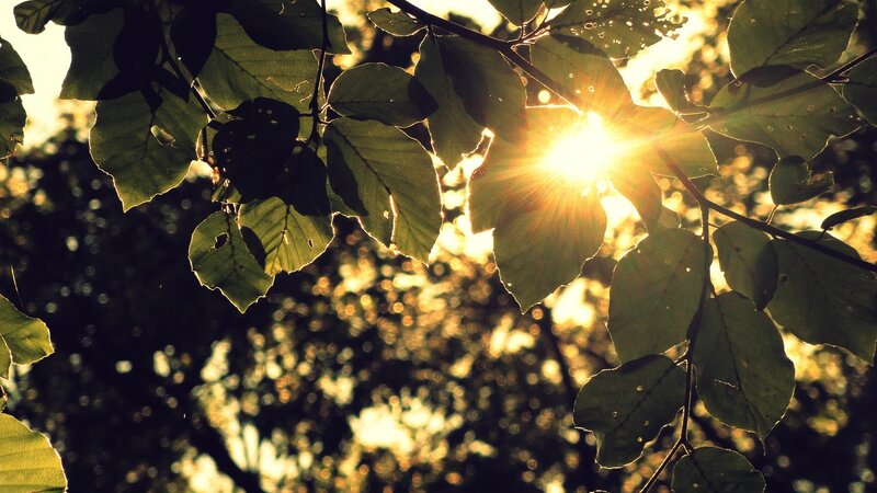 Sunlight Through Tree Leaves — Green, Serene, Sunset, Photograph