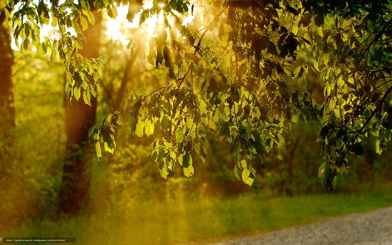 Sunlight Through Tree Leaves — Green, Serene, Sunset, Photograph, Tree Trunk