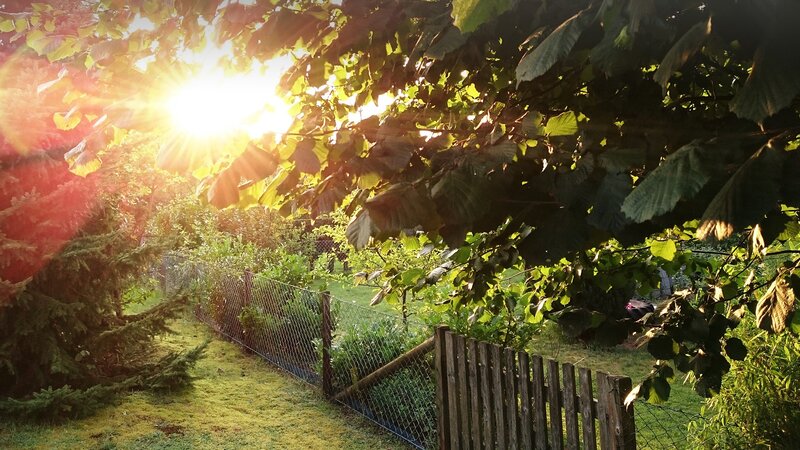 Sunlight Through Tree Leaves — Green, Serene, Sunset, Photograph, Trees