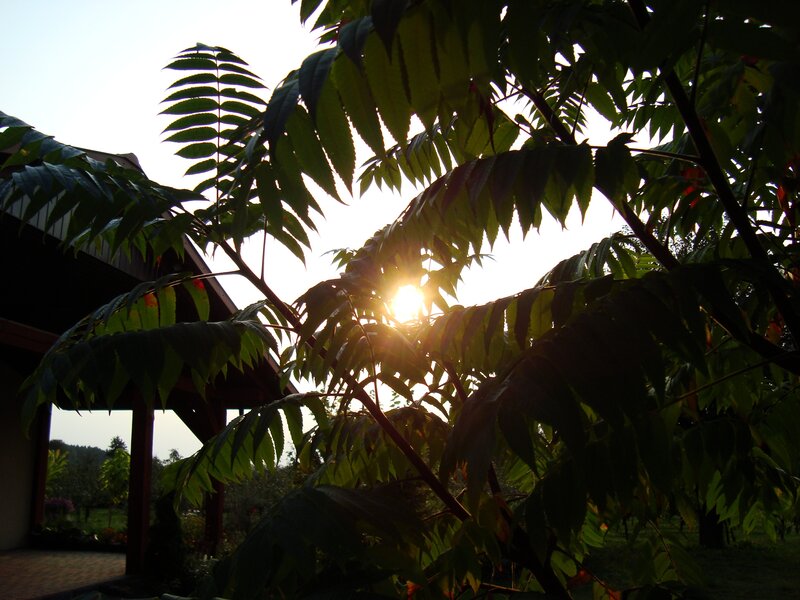 Sunlight Through Tree Leaves — Green, Serene, Sunset