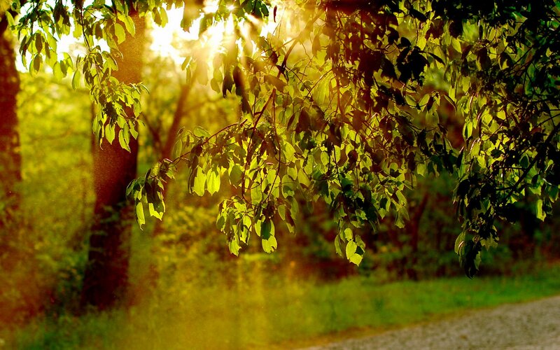Sunlight Through Tree Leaves — Green, Serene