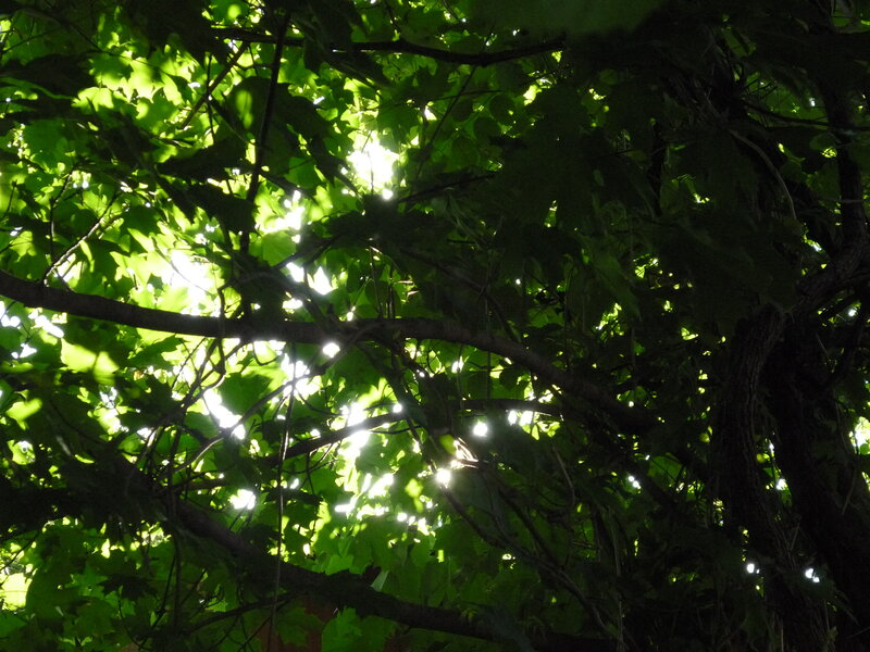 Sunlight Through Tree Leaves — Green