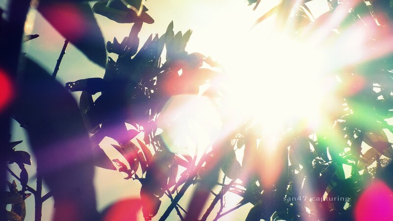 Sunlight Through Tree Leaves — Yellow, Dramatic, Sunset, Photograph